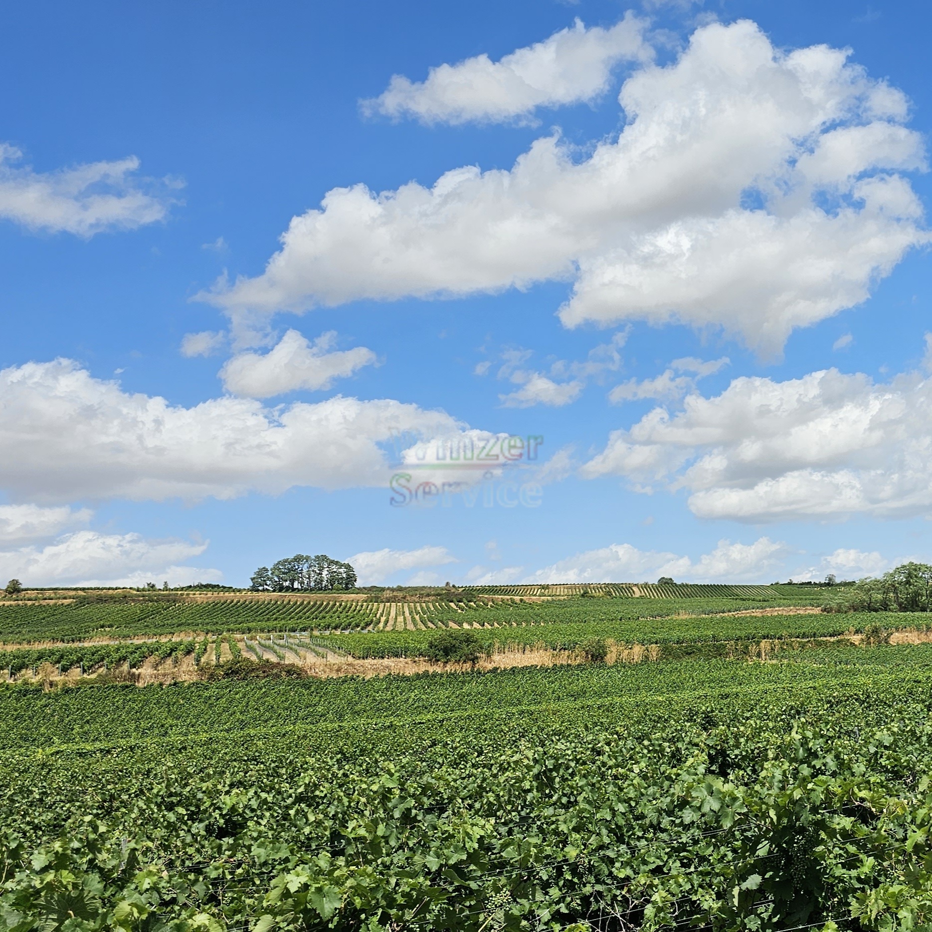 Pfalz: Weingut mit ca. 5 ha Rebfläche zu verkaufen